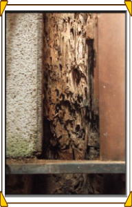 松本市の住宅/外壁塗装高圧洗浄中にお風呂場のシロアリ発見しました　柱の交換だけで済みそうです。画像