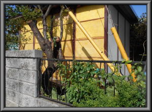 安曇野市の物置/外壁ボード張替 ボード撤去工事画像.1