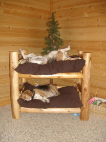 犬猫の遊び場　家の自宅前に犬の遊び場　落ち着く場所 犬専用のベッドを考えよう