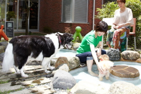 犬猫の遊び場　家の自宅前に犬の遊び場 水遊び場を考えよう